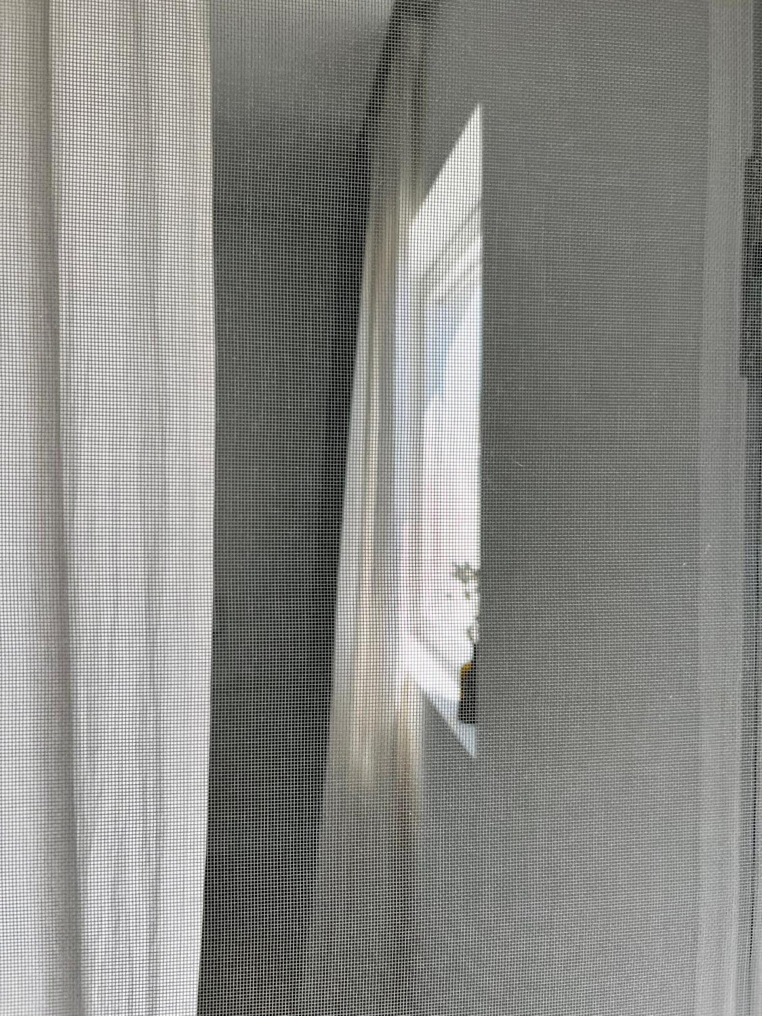 Sol Melba Boutique Studios - Maslinica Εξωτερικό φωτογραφία